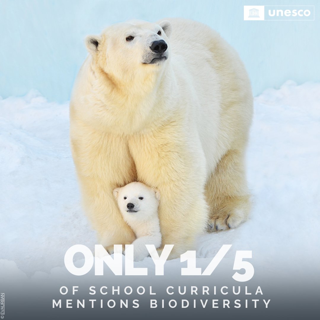 UN Biodiversity (@unbiodiversity) on Twitter photo Incorporating biodiversity in school curricula is vital for a sustainable future.
By teaching its importance, we empower the next generation to become stewards of our planet.
Let's prioritise biodiversity education for a brighter future!
unesco.org/en/articles/le…
Via <a href="/UNESCO/">UNESCO 🏛️ #Education #Sciences #Culture 🇺🇳</a> Incorporating biodiversity in school curricula is vital for a sustainable future.
By teaching its importance, we empower the next generation to become stewards of our planet.
Let's prioritise biodiversity education for a brighter future!
unesco.org/en/articles/le…
Via <a href="/UNESCO/">UNESCO 🏛️ #Education #Sciences #Culture 🇺🇳</a>