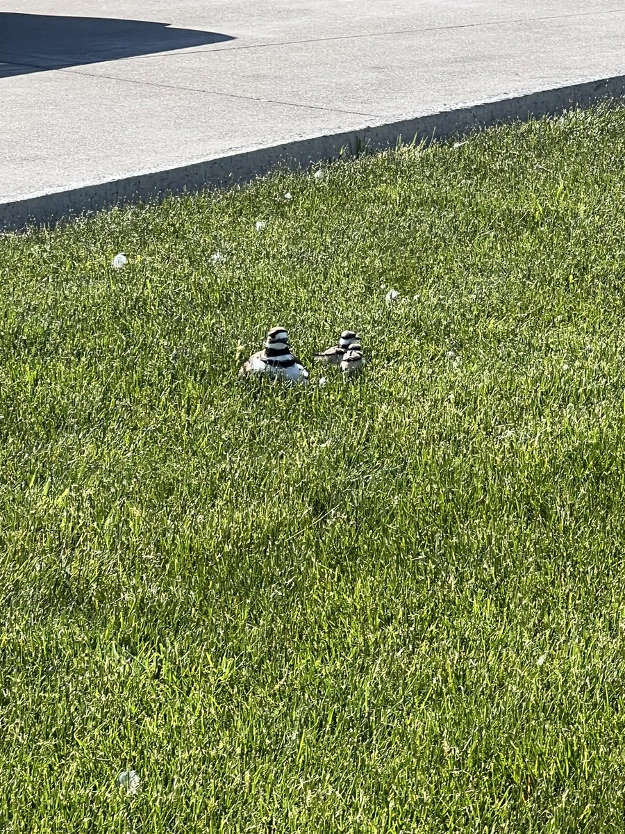 Ty_da_Panda's tweet photo. @EverythingOOC Damn baby birds https://t.co/swmehkUNdK