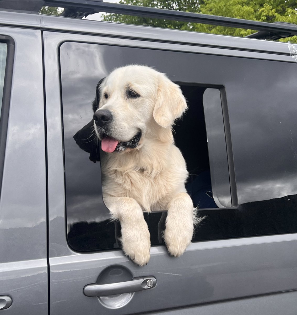 Oi, you forgot something!
.
.
.
.
.

#fonzie #goldenretriever #goldencreamretriever #goldenpuppy #goldenboy #dogsoftwitter #puppiesotwitter #handsomeboy #bestboy #goldencream  #walkies #modeldog #dogoftheday #scottishretriever #dogonthecoast #creamcake #thefonz 💛 x