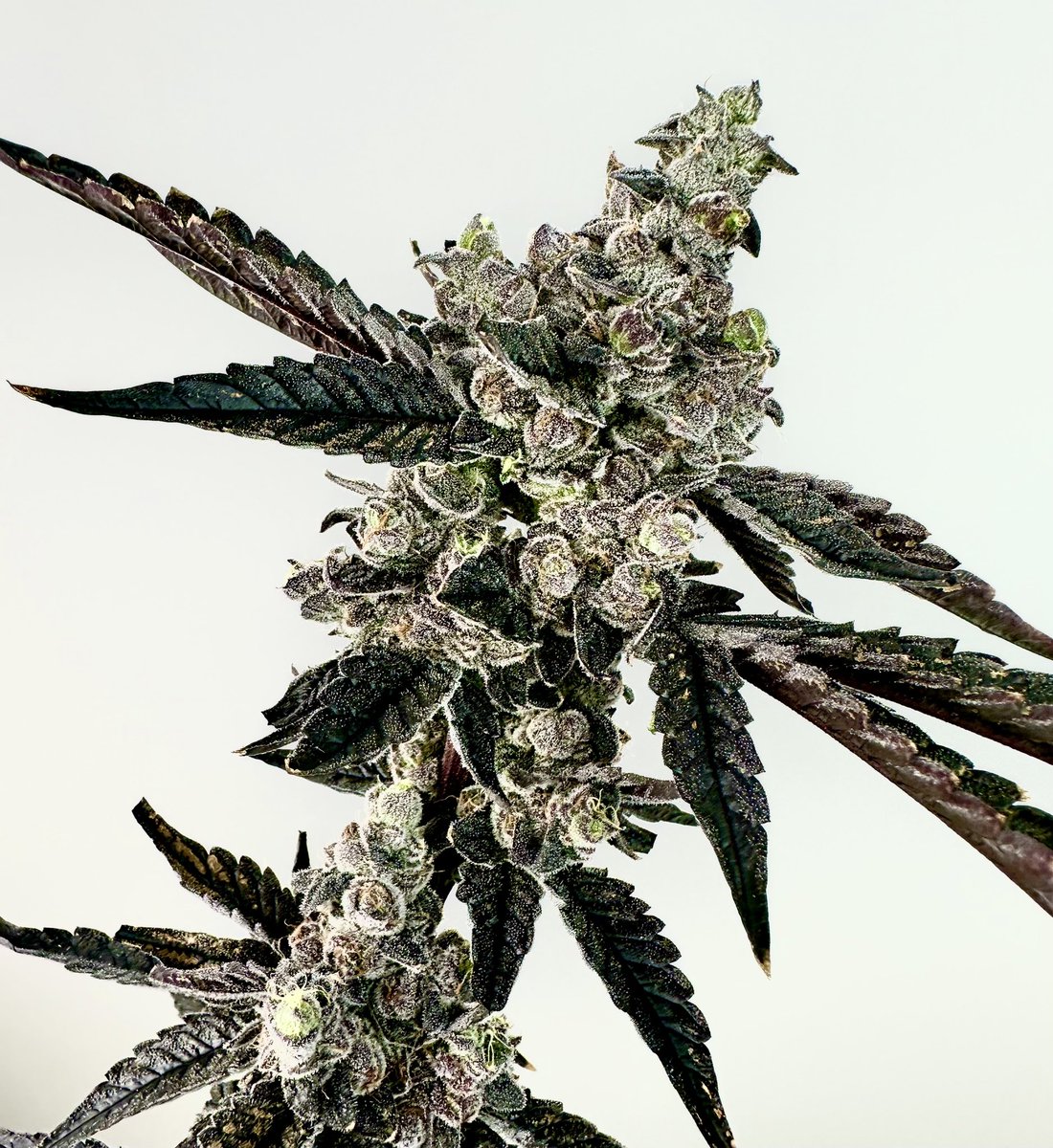 exoticgenetix's tweet photo. Happy Memorial Day Giveaway!!! This one’s gonna be for a pack of Ring of Sour available next month on https://t.co/ftuG1jaQqq!!! 3 WINNERS for this one folks!

🚨Rules~

• Follow @exoticgenetix 

• Tag 3 friends 

• Like + Retweet 

I will announce the winner in 72 hours!!! Good luck everyone!!! #exoticgenetix #ringofsour #itsalifestyle