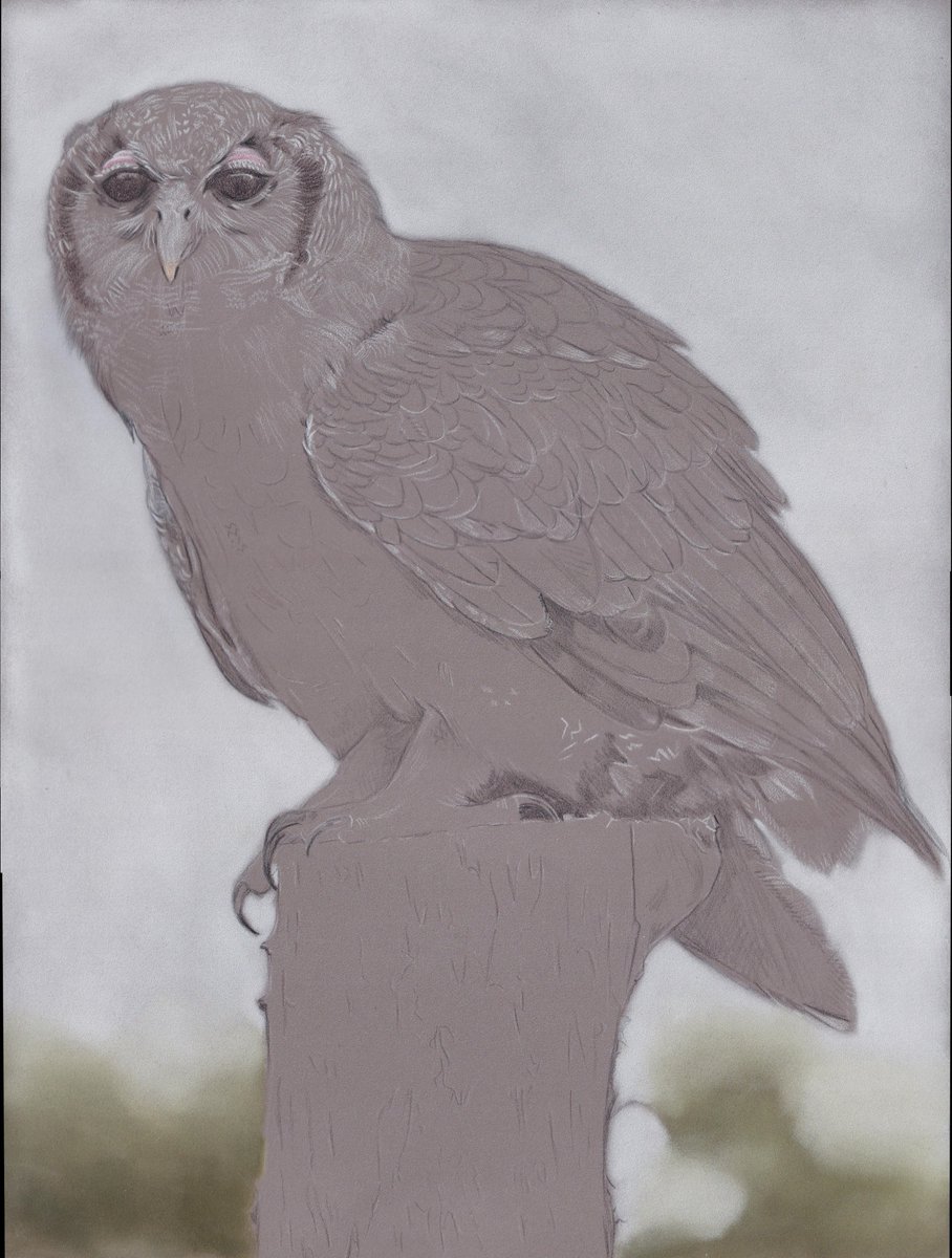 Work in progress. Verreaux's eagle owl, coloured pencils on Pastelmat, pan pastel background. Slow going, because the plumage is very intricate. From my own photo taken at the Hawk Conservancy Trust.

#ketupalactea
