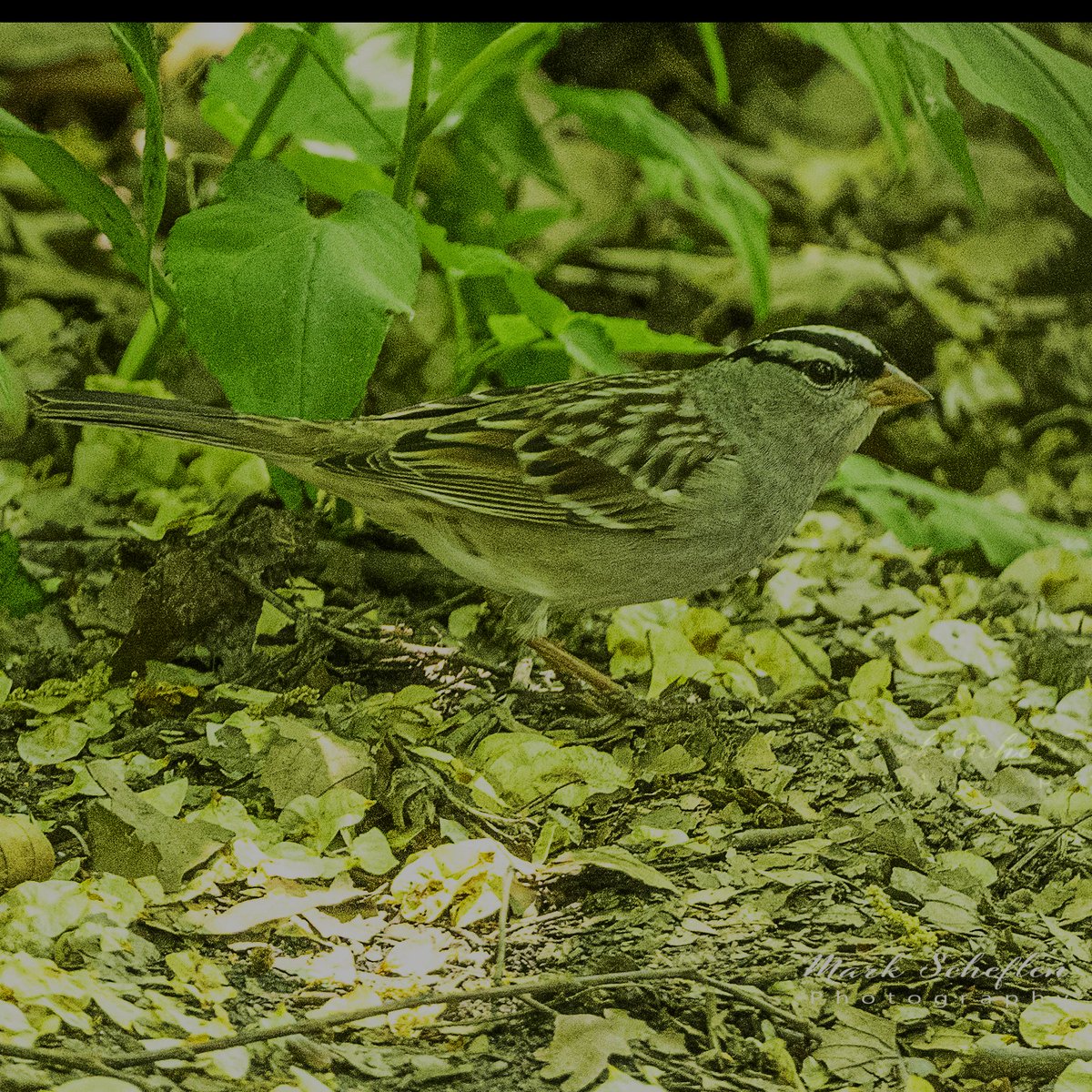White-crowned Sparrow seen a few weeks ago at pool area, Central Park, NYC  #birdsphotograhy #birdwatching #naturelovers #TwitterNatureCommunity #birdcpp #birdsofinstagram #warblers #warblersofinstagram #centralpark