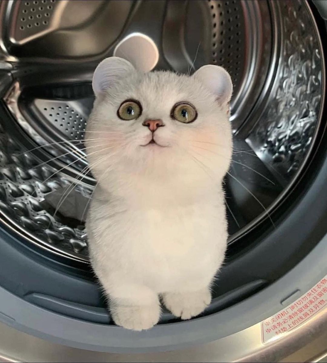 Punch Cat tweet media
