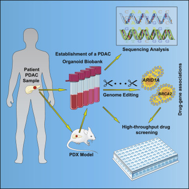 Drug screening and #genomeediting in human pancreatic cancer organoids identifies drug-gene interactions and candidates for off-label therapy @schwanklab
@CellGenomics trending paper
hubs.li/Q01PvSKB0