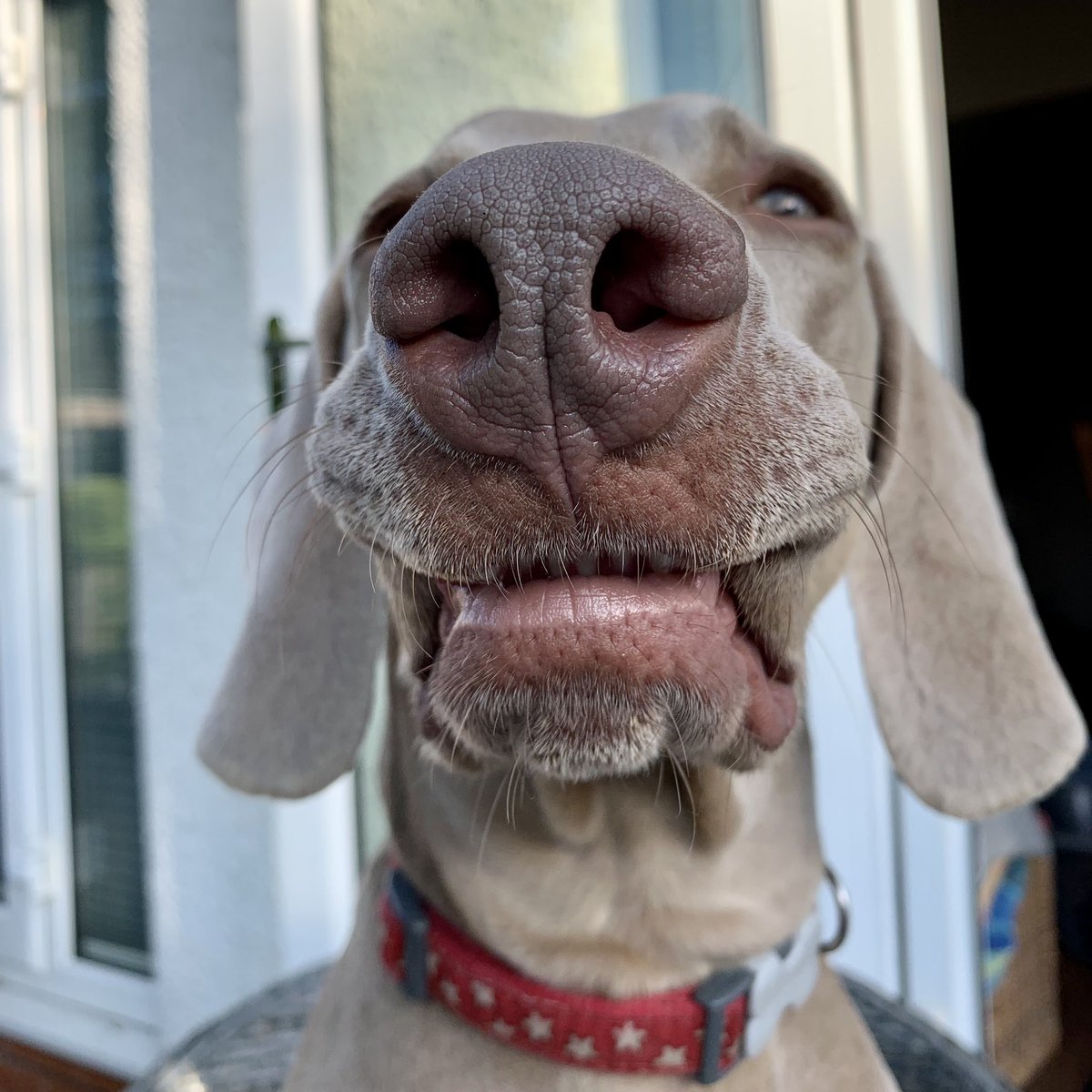 WillowWeimar's tweet photo. Summer boopin’ #DogsofTwittter https://t.co/bfVLH9oVyF