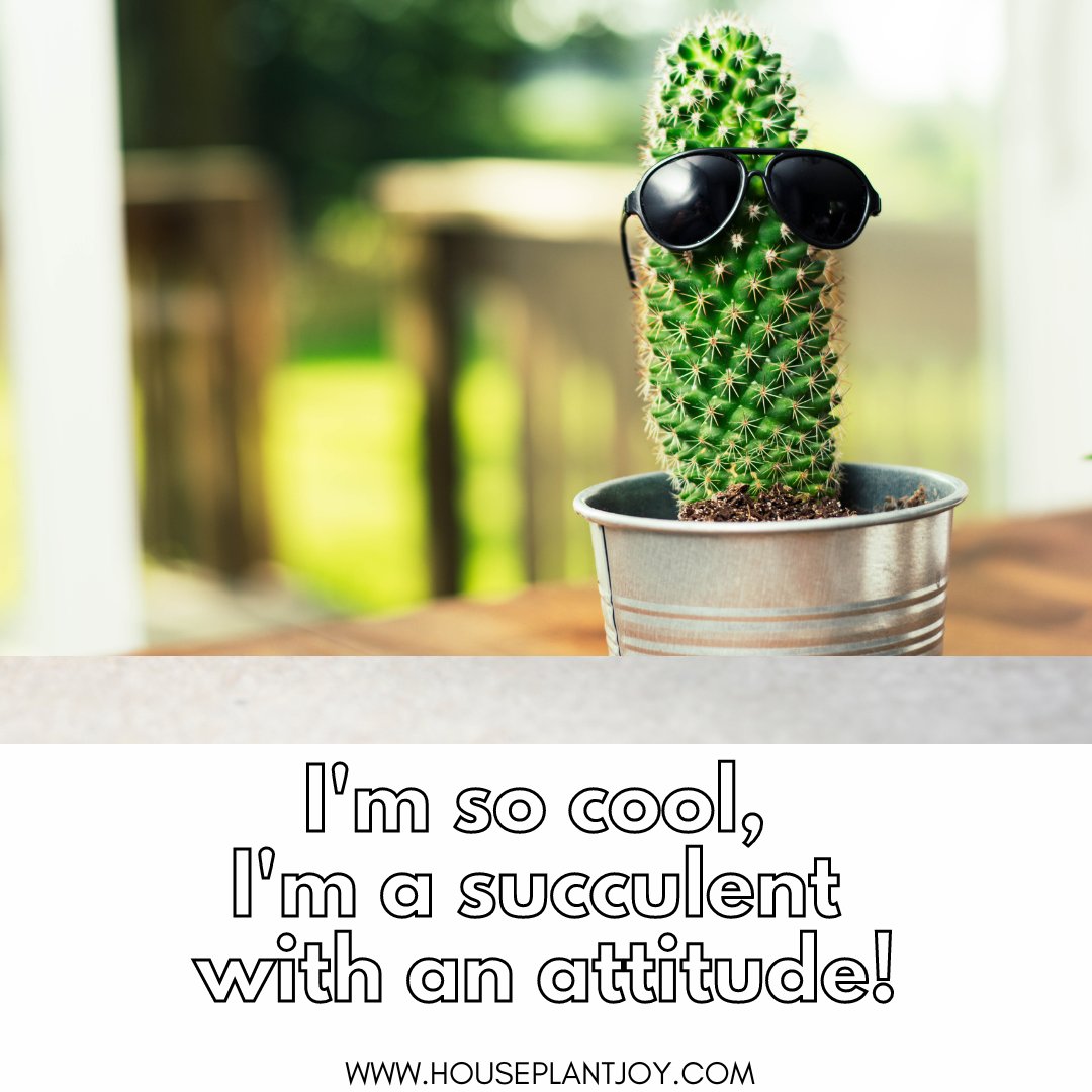 Blame it all on my roots! 😅😎✌️
#succulentobsession #plantmemes #planthumor #succulents
#plantgoals #indoorplants #houseplants