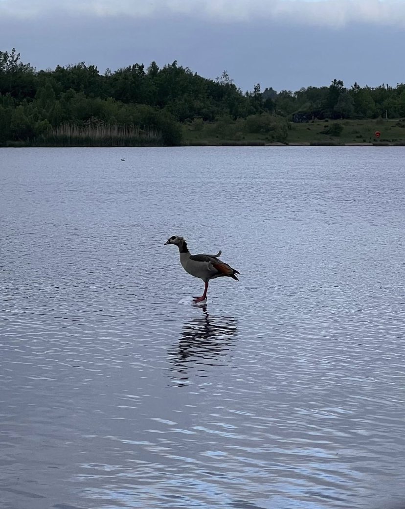 Baasit Siddiqui #gogglebox tweet media