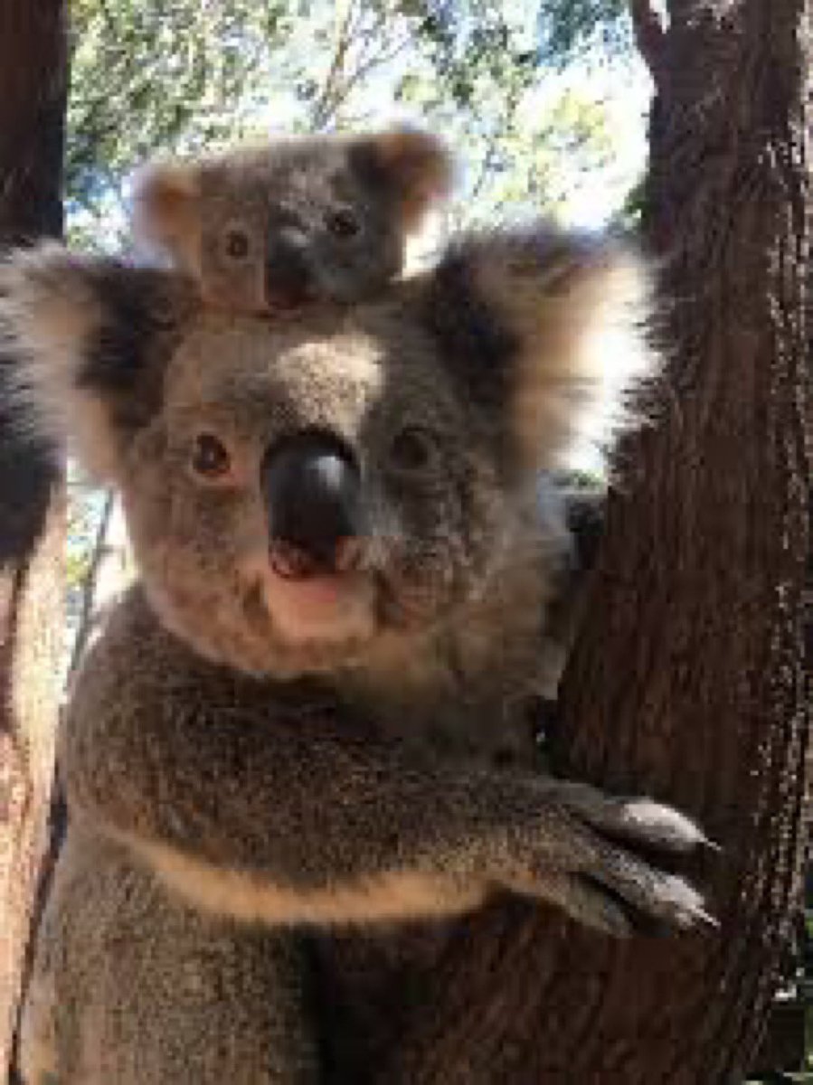 @RP7McMurphy77 @KoalasEveryHr Awwwe  How cute🐨🐨🐨❤️ Thank you