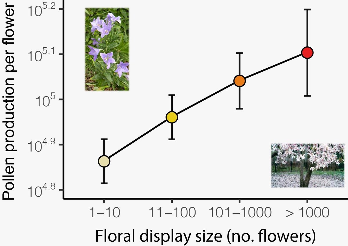Another big nature pattern unveiled: pollen production per flower increases with floral display size across animal-pollinated flowering plants. Thanks @nicolaycunha for sharing this adventure. See more at doi.org/10.1002/ajb2.1…