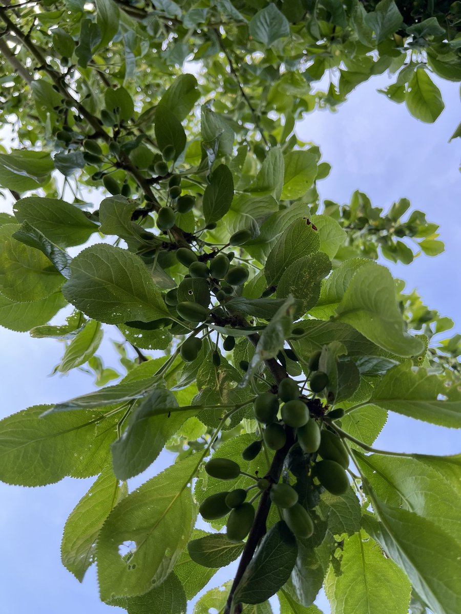 Bob Flowerdew on Twitter "for goodness sake THIN before the branches