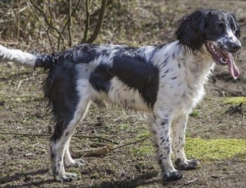 millypod1's tweet photo. 🆘15 APR 2023 #Lost DIGBY #ScanMe #STOLEN?#StillMissing OLDER Black & White English Springer Spaniel Male Mill Road #Banham #Norfolk #NR16
SIGHTINGS☎️07746550956
SEEN #A11 Between #Wymondham #Norwich
River towards #Roudham
https://t.co/iPXv3GrTfR
https://t.co/5txWZPAlnc https://t.co/CFaaqNFBQy
