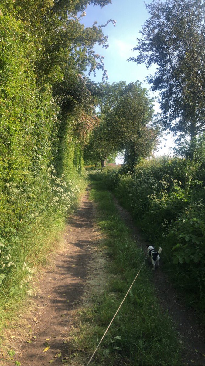 Love my evening dog walks at this time of the year! 🖤🤍