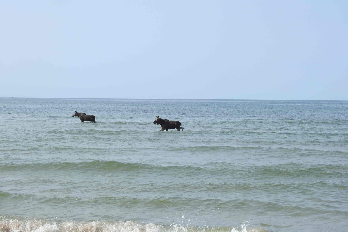 KSIĄŻĘ PÓŁKRWI 🇺🇦🍉 tweet media