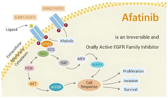 Interesting review afatinib has an overall advantage over first-generation EGFR-TKIs in the treatment of rare EGFR mutations in lung cancer.
mdpi.com/1718-7729/30/6…