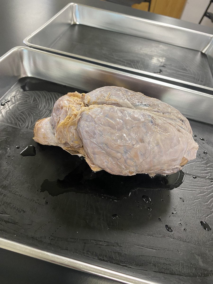 EmWilliams5's tweet photo. 🧠💡 Les élèves de #SBI4U ont fait une dissection d'encéphale de cheval aujourd'hui! Une expérience fascinante pour observer de près les principales structures cérébrales. #Biologie @acnotredame https://t.co/KRiLS7WEaF