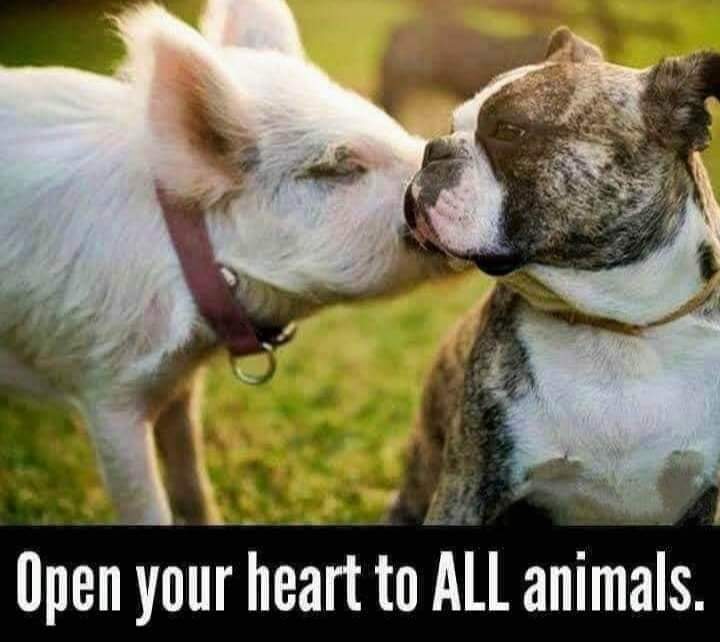 Dervilla(v) (@derviemoo) on Twitter photo 