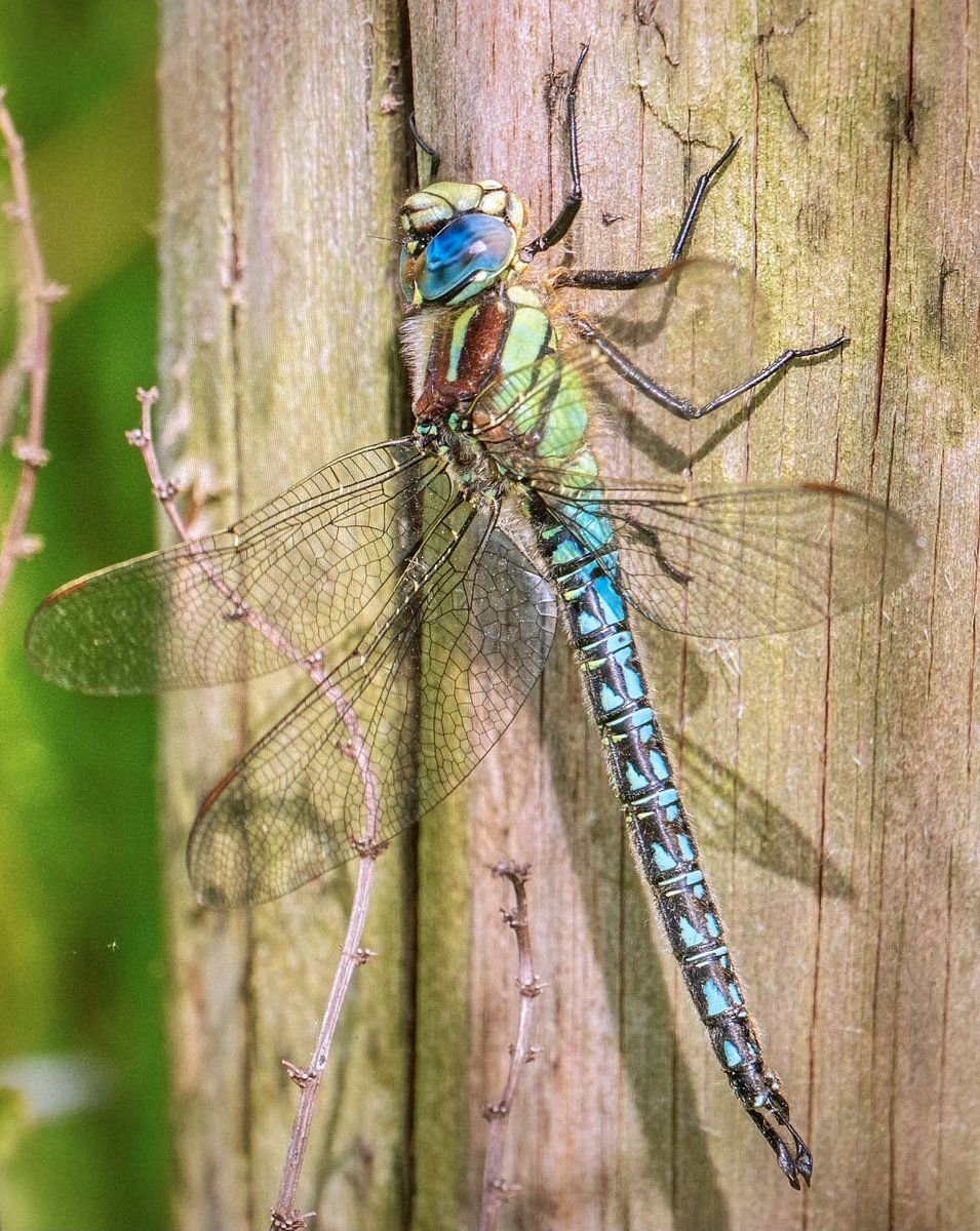 Hairy Dragonfly, Lower Soar Valley, Leicestershire, one gorgeous beast! Lots on the wing at present, forever a challenge to get a decent image. A pair of Cuckoos accompanied me at the site, great way to spend a Bank Holiday afternoon 😊