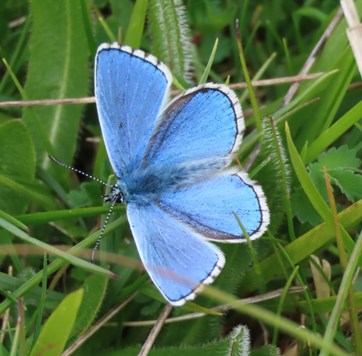 Cotswolds wildlife 🌸☀️🦋🦎
<a href="/BBCSpringwatch/">BBC Springwatch</a> #Springwatch