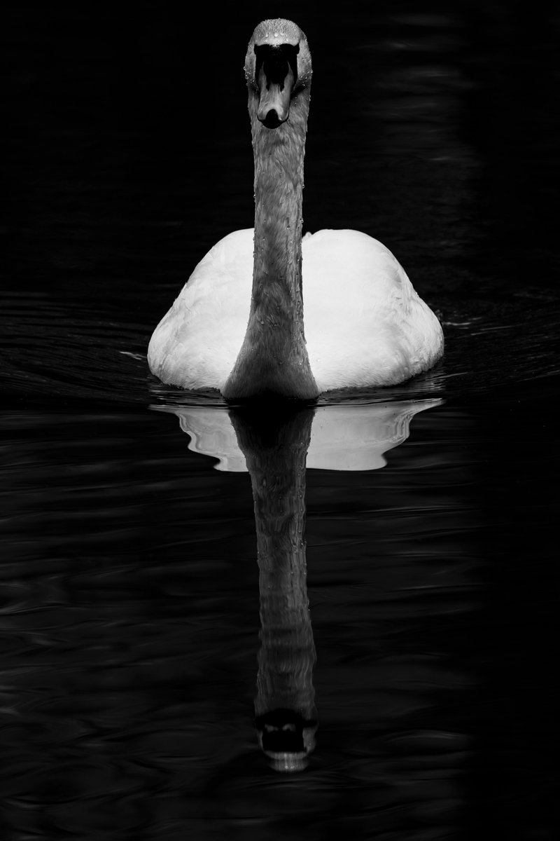 mikesaltsman194's tweet photo. Good evening #MajesticSwan #Swanphotography #blackandwhitephotography #wildlifephotography @CanonUKandIE @PhotoPlusMag #RFLens #liveforthestory #PinSharp just incase your doubting certain person 🤣🤣🤣🤣🤣 https://t.co/yad8usRoBP