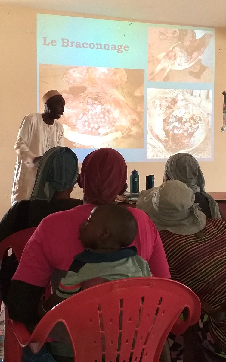 Today we led a workshop for 48 women fish sellers in Joal to teach them to be ambassadors for protected #manatees, #cetaceans & #seaturtles. These women work at one of #Senegal's largest ports every day...  1/2