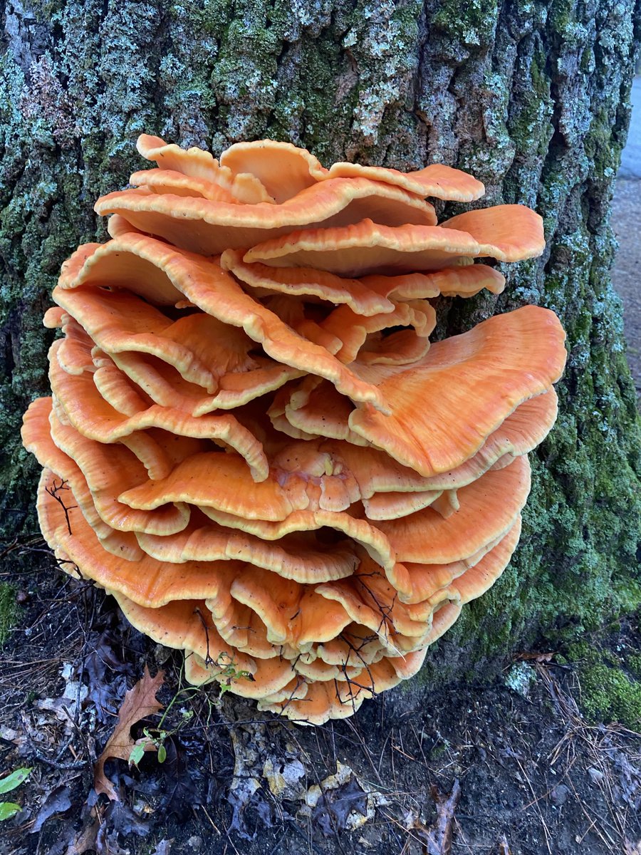 Large cluster of Chicken of the Woods! #mycology #fungi #foraging #forage #nature #mushrooms #shroom #mushroom