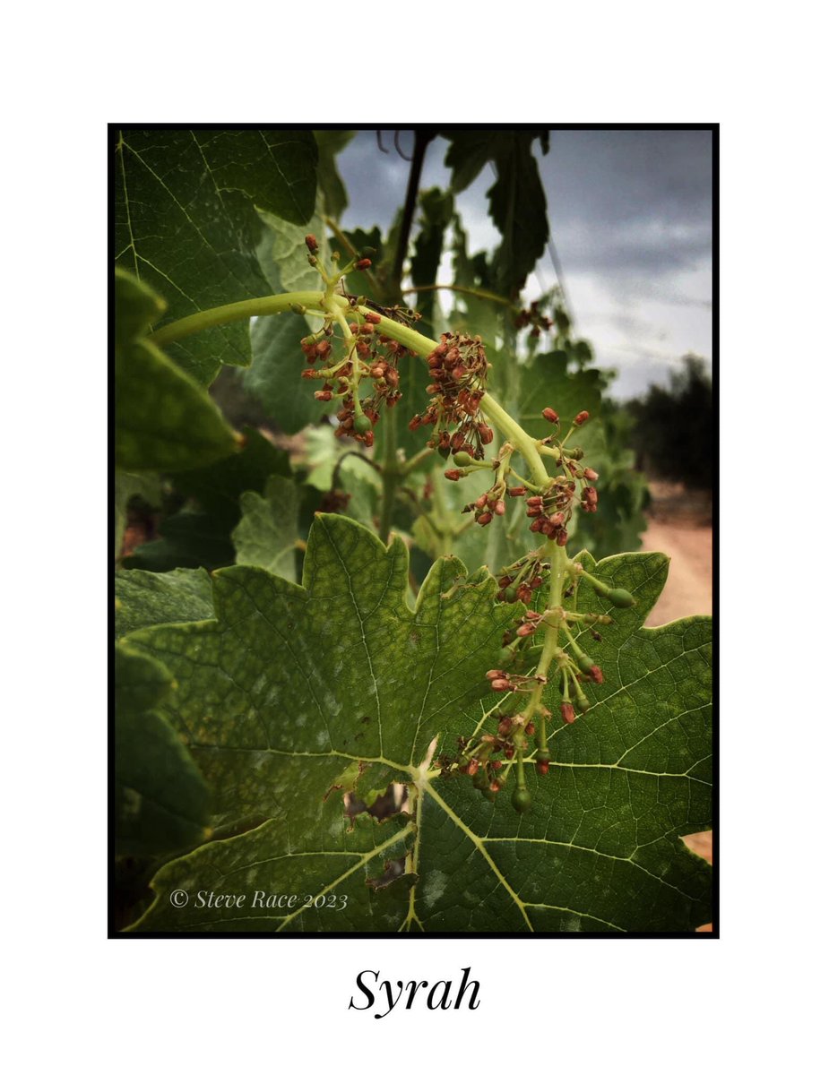 Me: “How’s flowering going guys...?”

Syrah: 🥵😩💧

#wine #vineyard #viticulture #drought