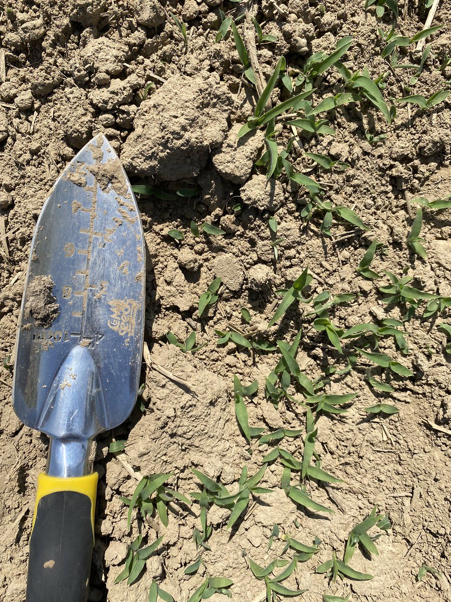 Yikes! Foxtail weed in corn crop!👎🏻#weeds #spray23