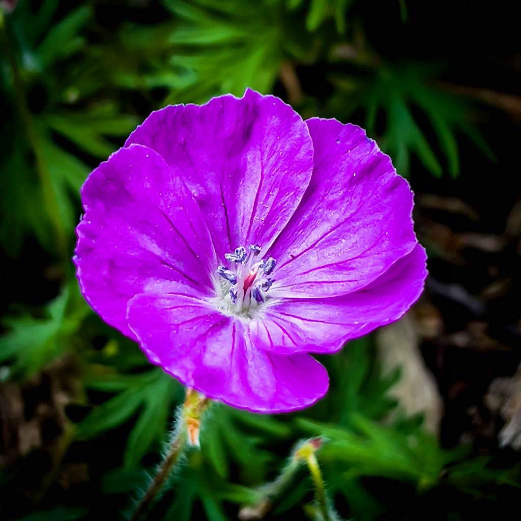 365 Photo Challenge - 2023 - Day 147

#365photochallenge  #picoftheday #flowers  #closeup_flowers #Flower #Outdoors  #CloseUp #MacroPhotography #Growth #Nature #FlowerHead #Freshness  #Pink  #Plant  #raw_edit #raw_creative #bpa_arts  #lightroom