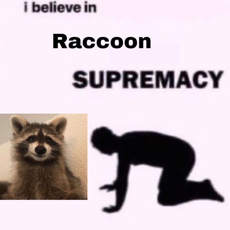 I love racoons so much