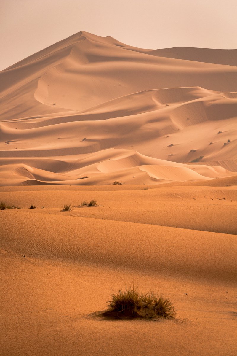 'Drenched in golden hues, surrendering to the magic of Merzouga Dunes, where dreams meet the endless desert horizon 🌅✨ #MerzougaDunes #DesertWanderlust #SandsOfTime #EndlessHorizons #SerenityInNature #MagicalMoments #DesertEscape #DuneAdventures #WanderBeyondBorders #morocco