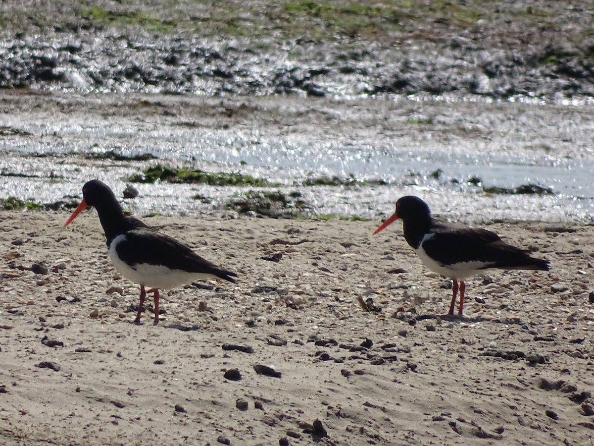 A few more species from todays trip @RSPBArne  meadow pipit, blue tit young &amp; oyster catcher. #Springwatch