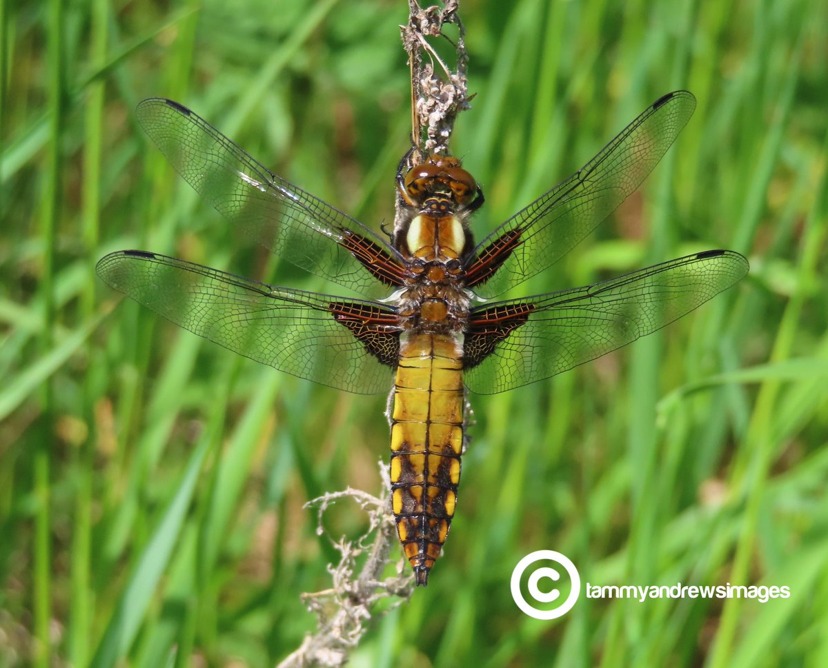 tammy_andrews18's tweet photo. Spotted this broad-bodied chaser on my local @WoodlandTrust site today! @BDSdragonflies @teeswildlife @YorksWildlife #dragonfiles https://t.co/aXs7YY7GMm