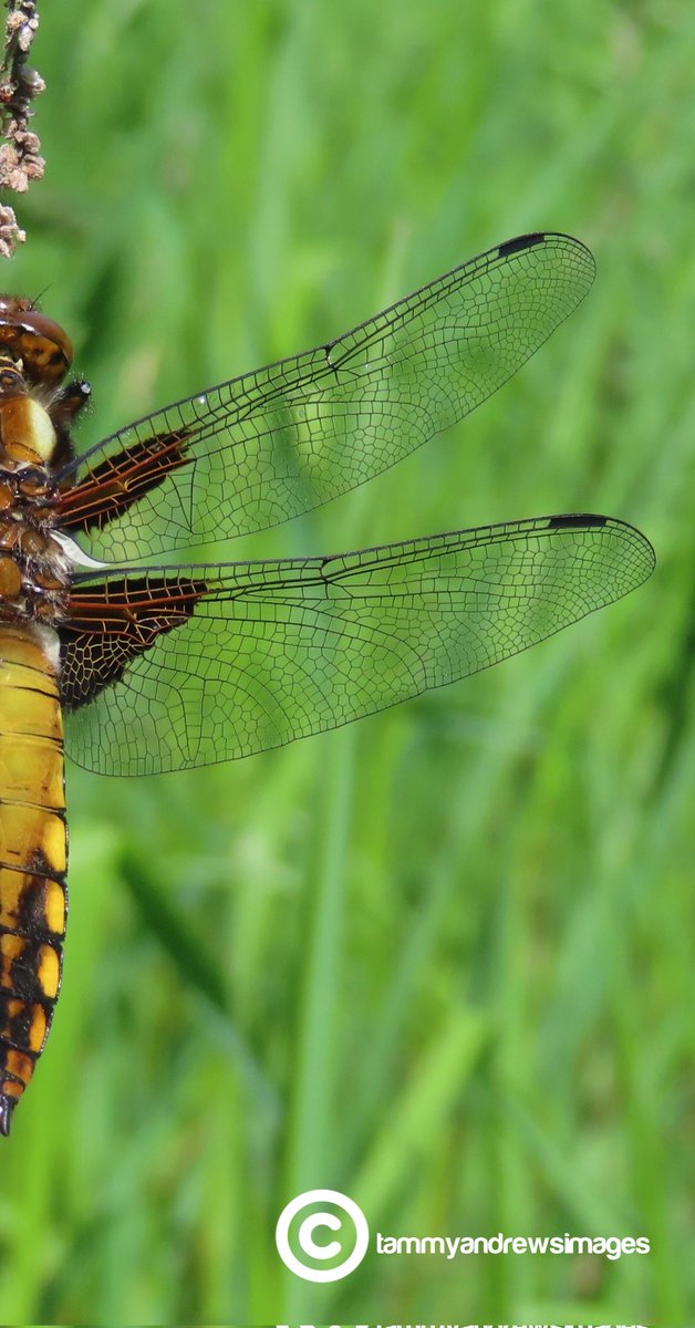 tammy_andrews18's tweet photo. Spotted this broad-bodied chaser on my local @WoodlandTrust site today! @BDSdragonflies @teeswildlife @YorksWildlife #dragonfiles https://t.co/aXs7YY7GMm