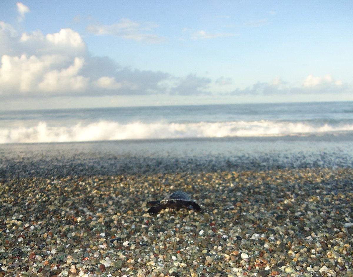 Every day #marinespecies face many challenges, If we keep our #oceans free from plastic the benefits we receive are invaluable. Your voice counts!! 🙂🐢🐬🐋🐟🦞🦐#costaricaconservation #microplastics #SpeciesAtRisk  #greeneconomy #PlasticPollution