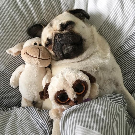 Pug got his new toy!
.
.
.

#doglover #dogoftheday #dogscorner #ilovemydog #dog_features #bestwoof  #mydogiscutest #topdogphoto #excellent_dogs #dogsandpals #ruffpost #barkbox #weeklyfluff #fluffypack #pawpack#toocutetobear