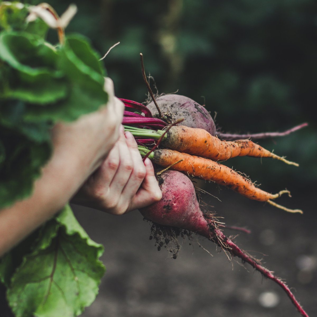 At Forage, we believe that sustainability is a journey, not a destination. That's why we're always looking for new ways to reduce waste, conserve resources, and create dishes using local ingredients that are both delicious and eco-friendly.