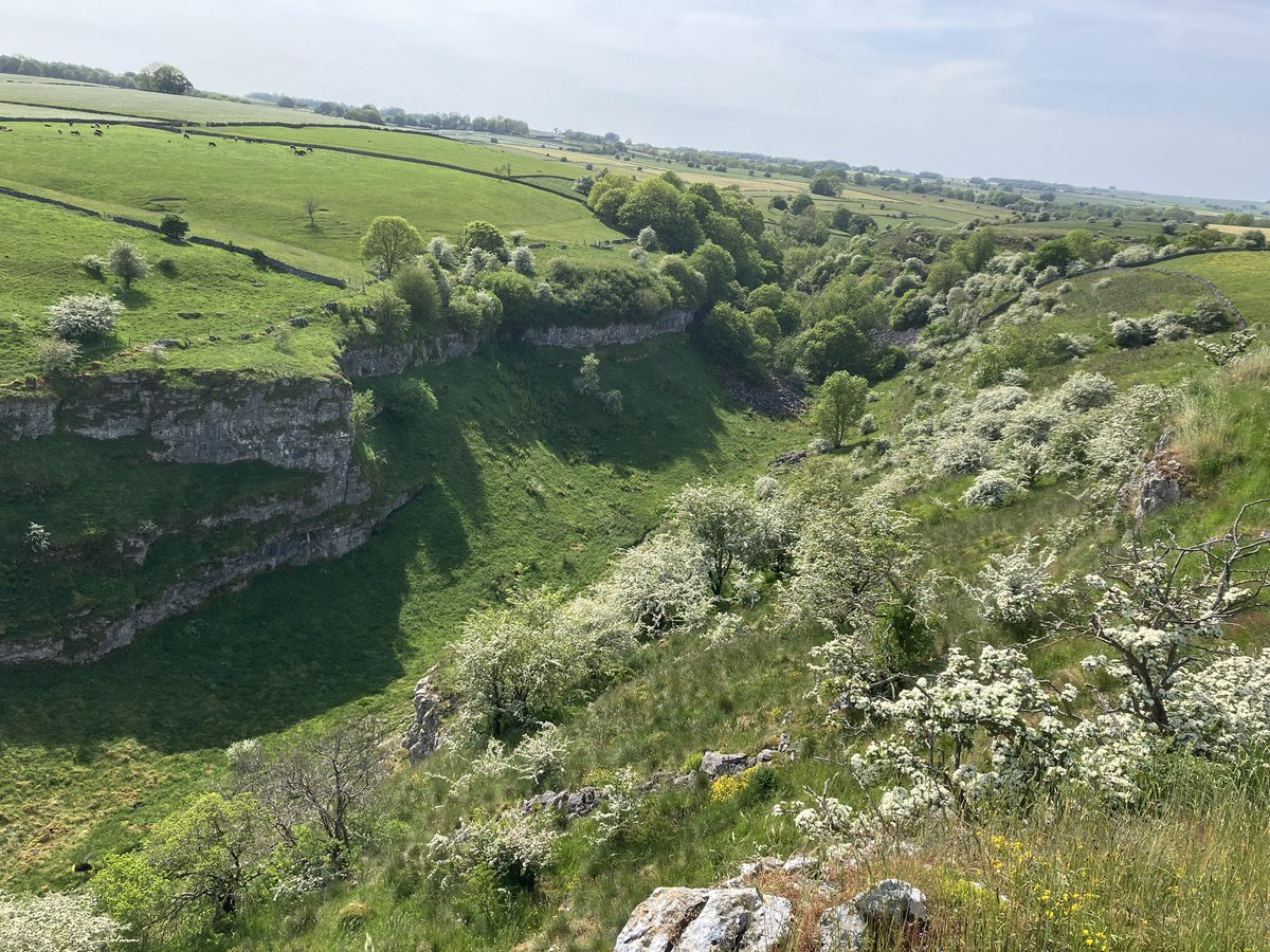 DanAbrahams3's tweet image. Who said scrub was not pretty? The May blossom on hawthorn is amazing at the moment providing massive food sources for invertebrates!!