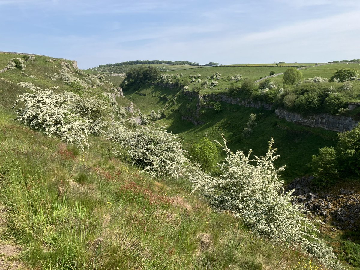 DanAbrahams3's tweet image. Who said scrub was not pretty? The May blossom on hawthorn is amazing at the moment providing massive food sources for invertebrates!!