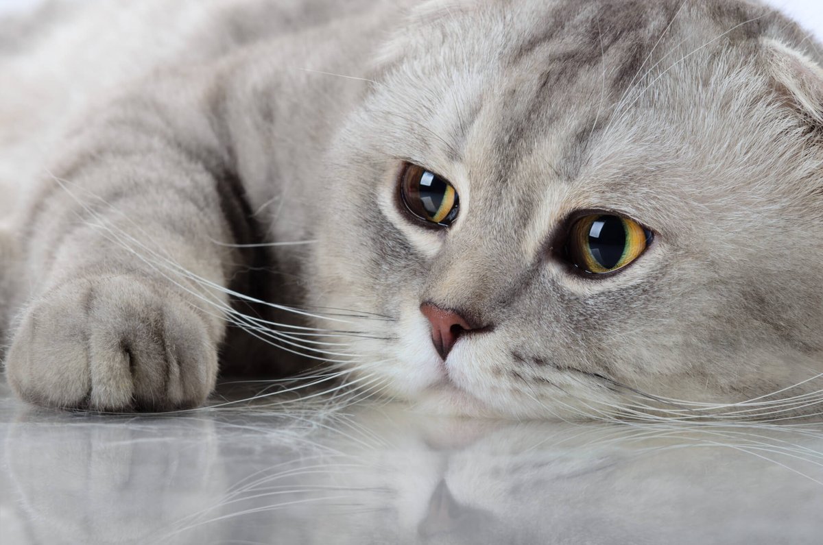 olkr17's tweet photo. #catswillempire https://t.co/PwoTfn3Cj7
