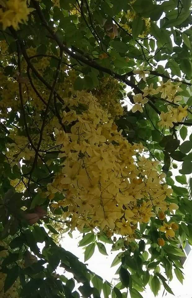 Madhumathi_Inks's tweet photo. #Yellove memories... 🥲
💛 💛 💛. . .🧿
#Yellow #colorofhope #Happiness
#இயற்கை #NatureHeals #சரக்கொன்றை #Summer #கொன்றைமலர் #GoldenShowers #Windchimes #NaturePhotography #naturelovers #காற்றிசைச்சரம் #Flowers #Anthophile #Nature https://t.co/j8fQTNFCPZ