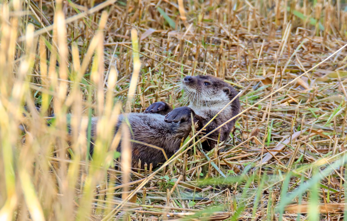 WWTworldwide's tweet photo. Otter perfection. Here’s one from our archive, a Eurasian Otter relaxing at @WWTSlimbridge. #Springwatch https://t.co/wlxTS4EihN