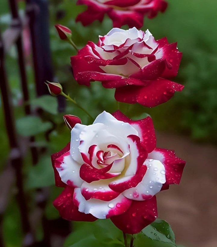 The beauty!