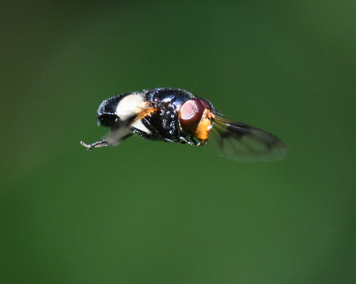 JoKingDevon's tweet photo. I think this is Volucella pellucens or #GreatPiedHoverfly and what a huge beast! It never settled and continually hovered over #ShuttertonBrook #Dawlish so had to struggle to get photos in the air with all the wrong kit, as always https://t.co/YBO3abalyr