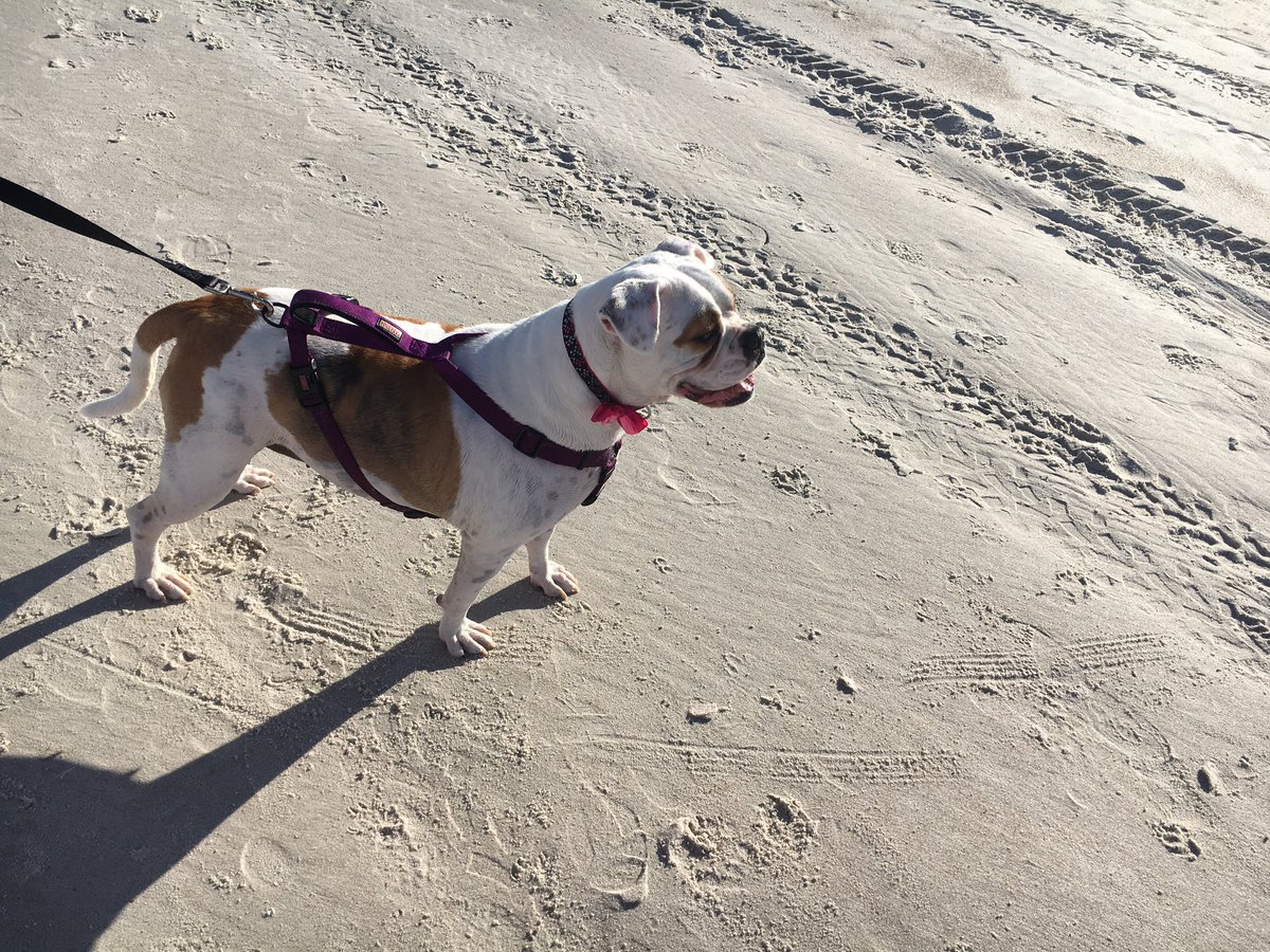 Jami_NoE's tweet photo. You will be missed sweet girl, Penelope. https://t.co/Pw9k1GnSqu