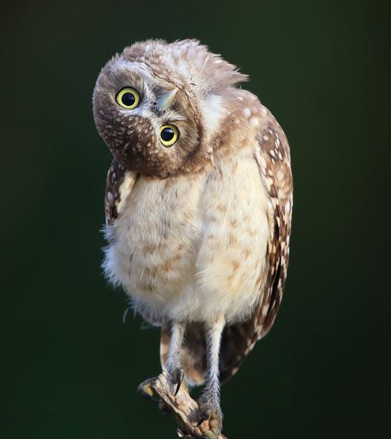 #owlishmonday Whooo you looking at?
