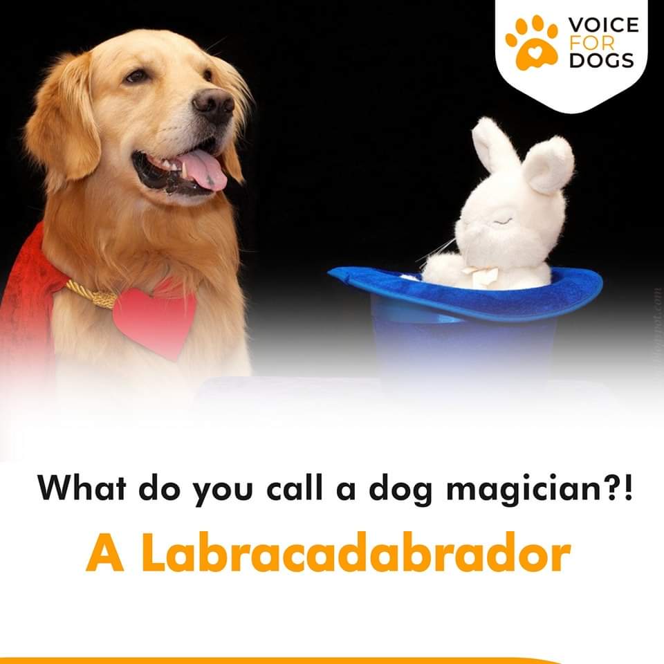 VoiceForDogsOrg's tweet image. Magic time with dog!
#abacadabra #funnydogmemes #dogmeme
