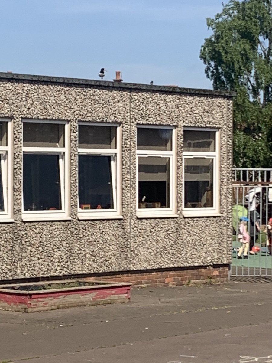 @BBCSpringwatch @RSPBArne So exited to share our #Springwatch story at @ClackmannanPS @NurseryClackPs.  We have had two Oystercatchers on our school roof, last week our janitor discovered eggs and this week we have chicks!