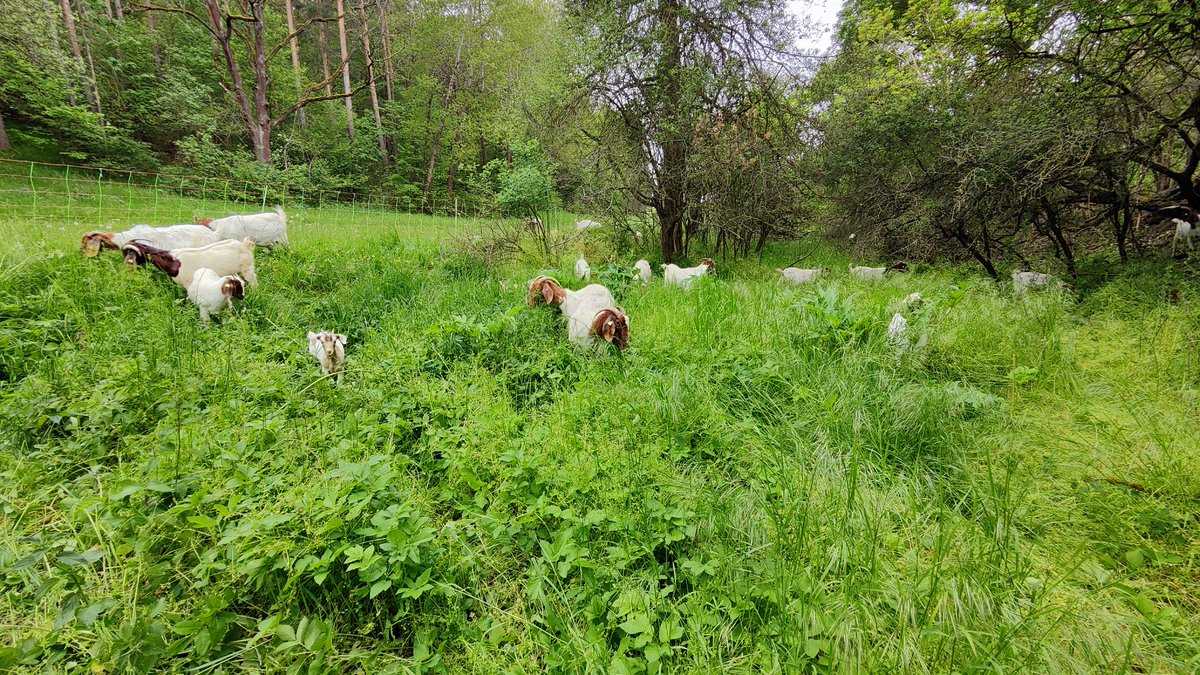 SandrasZiegen's tweet photo. Die Mädels sind hier auf der riesen Bärenklau Fläche fertig. Wir werden es beobachten, ob er noch einmal austreibt und ob eine zweite Beweidung/Verbiß notwendig ist.
Die Fotos sprechen für sich. Ich bin sehr zufrieden.
#invasiv #bärenklau #neophyt https://t.co/Zes3rq0WsN