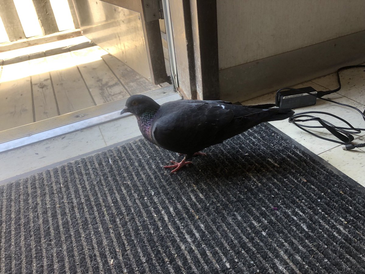 MrsKernohan's tweet photo. We had an unexpected visitor on Friday and today we just had to write about it. Some of the best stories we have written all year. @The_Pigeon https://t.co/PL2I6QTu9X