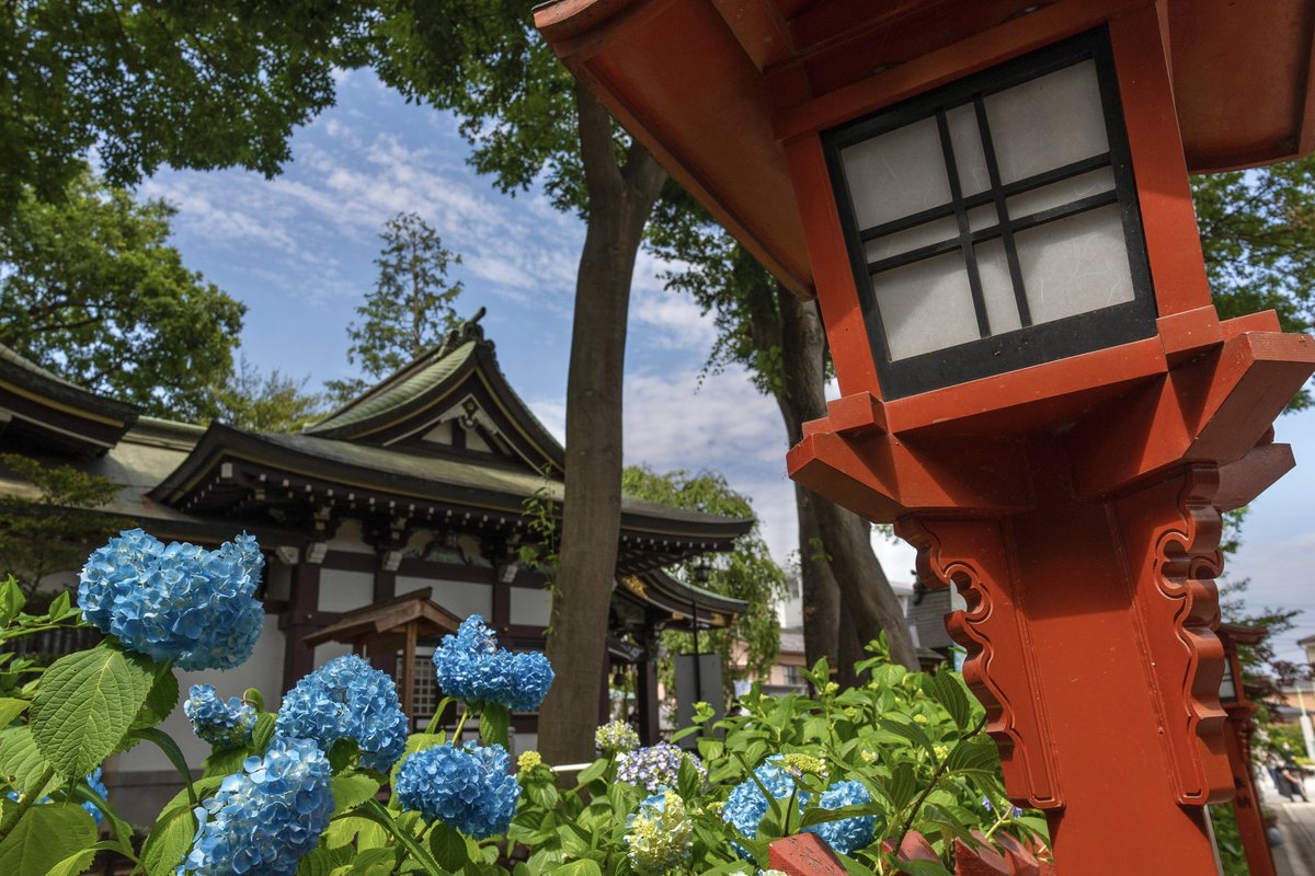 神社にアジサイって似合いますね。
#川越八幡宮 
#アジサイ #紫陽花 
#写真好き 
#風景写真 
#photo 
#photograghy 
#photooftheday 
#shrinphoto 
#hydrangea 
#japanlandscape 
#kawagoehachimangu